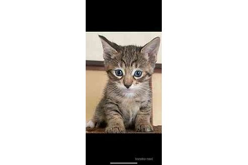 販売中の愛知県のサバンナキャット-68612